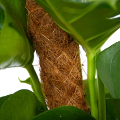 Monstera Deliciosa Op Mosstok - Gatenplant - P19 H80 - Kamerplant -Groene Tuin Verkoop monstera deliciosa op mosstok gatenplant p19 h80 6