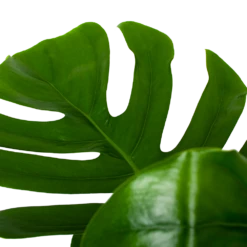 Monstera Deliciosa Op Mosstok - Gatenplant - P24 H120 - Kamerplant 6 Monstera Deliciosa Op Mosstok - Gatenplant - P24 H120 - Kamerplant -Groene Tuin Verkoop monstera deliciosa op mosstok gatenplant p24 h120 6