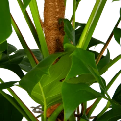 Monstera Deliciosa Op Mosstok - Gatenplant - P24 H150 - Kamerplant -Groene Tuin Verkoop monstera deliciosa op mosstok gatenplant p24 h150 6