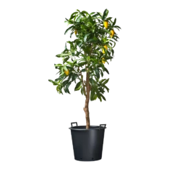 Nature - Ritzi Container Zwart 50L - Met Handgreep -Groene Tuin Verkoop nature ritzi container zwart 50l met handgreep plantencontainer 3