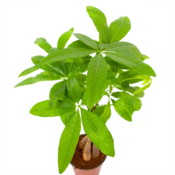 Pachira Aquatica - Geldboom - P12 H45 - Kamerplant -Groene Tuin Verkoop pachira aquatica geldboom p12 h45 6
