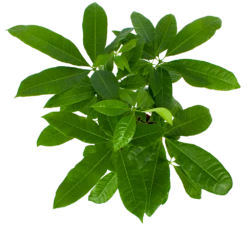 Pachira Aquatica - Geldboom - P17 H60 - Kamerplant -Groene Tuin Verkoop pachira aquatica geldboom p17 h60 6