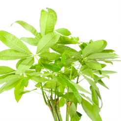 Pachira Aquatica - Geldboom - P24 H135 - Kamerplant -Groene Tuin Verkoop pachira aquatica geldboom p24 h135 6