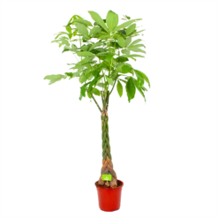 Pachira Aquatica - Geldboom - P27 H150 - Kamerplant