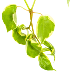 Peperomia Scandens Variegata - In Hangpot - P17 H30 - Kamerplant -Groene Tuin Verkoop peperomia scandens variegata in hangpot p17 h30 6