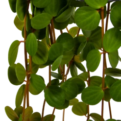 Peperomia Tetraphylla - In Hangpot - P15 H25 - Kamerplant -Groene Tuin Verkoop peperomia tetraphylla in hangpot p15 h25 6