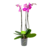 3 Taks Phalaenopsis Evolution - Vlinderorchidee - P12 H60 - Kamerplant