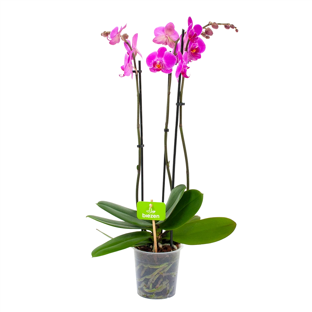 3 Taks Phalaenopsis Evolution - Vlinderorchidee - P12 H60 - Kamerplant 1 3 Taks Phalaenopsis Evolution - Vlinderorchidee - P12 H60 - Kamerplant