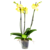 3 Taks Phalaenopsis Limelight - Vlinderorchidee - P12 H60 - Kamerplant