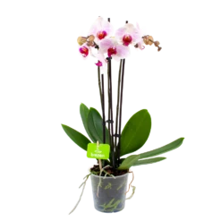 3 Taks Phalaenopsis Denver - Vlinderorchidee - P12 H60 - Kamerplant