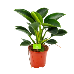 Philodendron Green Princess - P17 H50 - Kamerplant