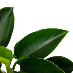 Philodendron Green Princess - P17 H50 - Kamerplant 6 Philodendron Green Princess - P17 H50 - Kamerplant -Groene Tuin Verkoop philodendron green princess p17 h50 6 1