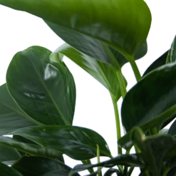 Philodendron Green Princess - P21 H70 - Kamerplant -Groene Tuin Verkoop philodendron green princess p21 h70 6