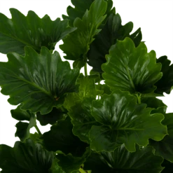 Philodendron Grizzly - P21 H55 - Kamerplant -Groene Tuin Verkoop philodendron grizzly p21 h55 6