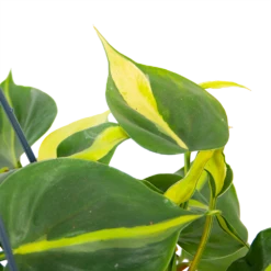 Philodendron Scandens Brasil - In Hangpot - P14 H35 - Kamerplant 6 Philodendron Scandens Brasil - In Hangpot - P14 H35 - Kamerplant -Groene Tuin Verkoop philodendron scandens brasil in hangpot p14 h35 6 1