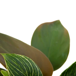 Philodendron White Wave - P13 H30 - Kamerplant -Groene Tuin Verkoop philodendron white wave p13 h30 6