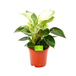 Philodendron White Wave - P17 H40 - Kamerplant