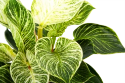 Philodendron White Wave - P17 H40 - Kamerplant -Groene Tuin Verkoop philodendron white wave p17 h40 6 1