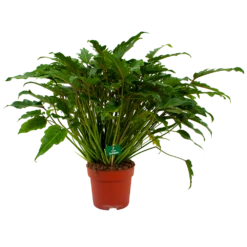 Philodendron Xanadu - P21 H60 - Kamerplant