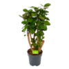 Polyscias Fabian - Aralia - P24 H100 - Kamerplant