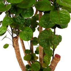 Polyscias Fabian - Aralia - P24 H100 - Kamerplant -Groene Tuin Verkoop polyscias fabian aralia p24 h100 6 1