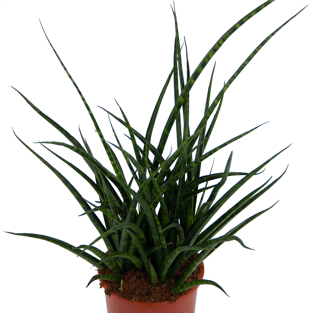 Sansevieria Fernwoord Punk - Vrouwentong - P17 H60 - Kamerplant 2 Sansevieria Fernwoord Punk - Vrouwentong - P17 H60 - Kamerplant - Afbeelding 2