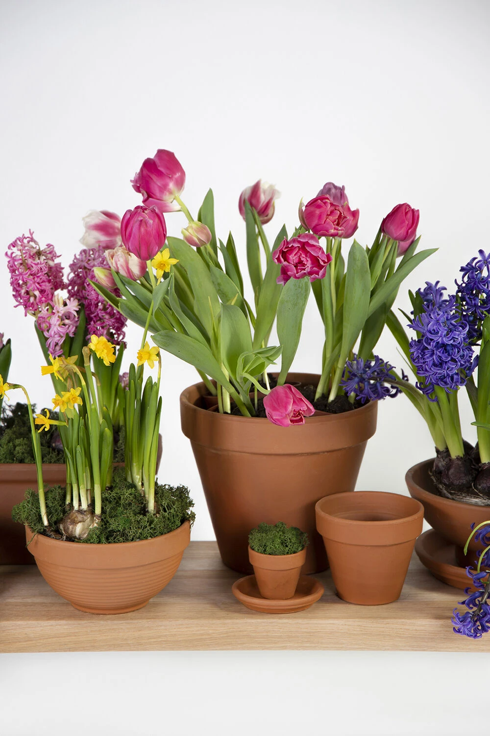 Plantenschotel Sottovaso - D51 X H5.9cm - Oranje 2 Plantenschotel Sottovaso - D51 X H5.9cm - Oranje - Afbeelding 2