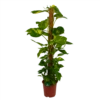 Scindapsus Pinnatum Aureum Op Mosstok - Epipremnum - P27 H150 - Kamerplant