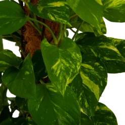 Scindapsus Pinnatum Aureum Op Mosstok - Epipremnum - P27 H150 - Kamerplant 6 Scindapsus Pinnatum Aureum Op Mosstok - Epipremnum - P27 H150 - Kamerplant -Groene Tuin Verkoop scindapsus pinnatum aureum op mosstok epipremnum p27 h150 4