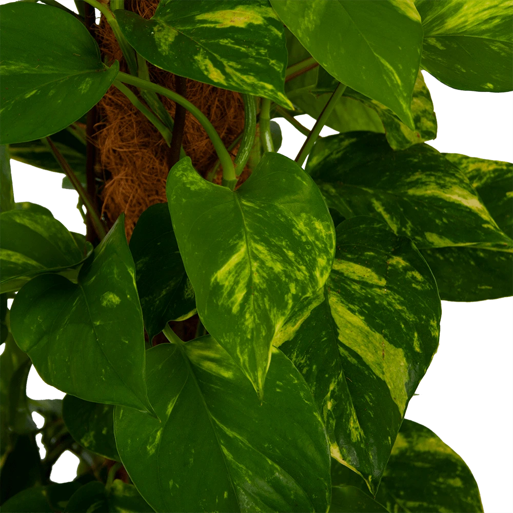 Scindapsus Pinnatum Aureum Op Mosstok - Epipremnum - P27 H150 - Kamerplant 3 Scindapsus Pinnatum Aureum Op Mosstok - Epipremnum - P27 H150 - Kamerplant - Afbeelding 3