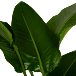 Strelitzia Nicolai - Paradijsvogelpant - P27 H180 - Kamerplant 6 Strelitzia Nicolai - Paradijsvogelpant - P27 H180 - Kamerplant -Groene Tuin Verkoop strelitzia nicolai paradijsvogelpant p27 h180 6 2