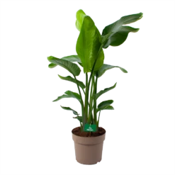 Strelitzia Nicolai - Paradijsvogelpant - P30 H130 - Kamerplant