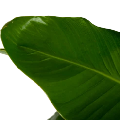 Groene Tuin Verkoop -Groene Tuin Verkoop strelitzia nicolai paradijsvogelpant p32 5 h165 5