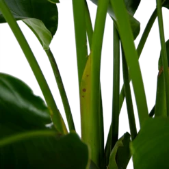 Strelitzia Nicolai - Paradijsvogelpant - P32,5 H165 - Kamerplant -Groene Tuin Verkoop strelitzia nicolai paradijsvogelpant p32 5 h165 6