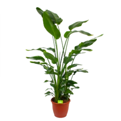 Strelitzia Nicolai - Paradijsvogelpant - P36 H170 - Kamerplant