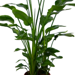 Strelitzia Nicolai - Paradijsvogelpant - P36 H170 - Kamerplant -Groene Tuin Verkoop strelitzia nicolai paradijsvogelpant p36 h170 kamerplant 4 1