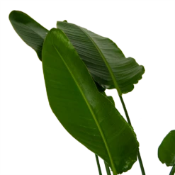 Strelitzia Nicolai - Paradijsvogelpant - P36 H170 - Kamerplant -Groene Tuin Verkoop strelitzia nicolai paradijsvogelpant p36 h170 kamerplant 6