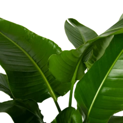 Strelitzia Nicolai - Paradijsvogelpant - P38 H160 - Kamerplant -Groene Tuin Verkoop strelitzia nicolai paradijsvogelpant p38 h160 4