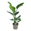 Strelitzia Nicolai - Paradijsvogelplant - P17 H60 - Kamerplant