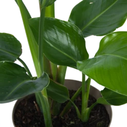 Strelitzia Nicolai - Paradijsvogelplant - P17 H60 - Kamerplant -Groene Tuin Verkoop strelitzia nicolai paradijsvogelplant p17 h60 6