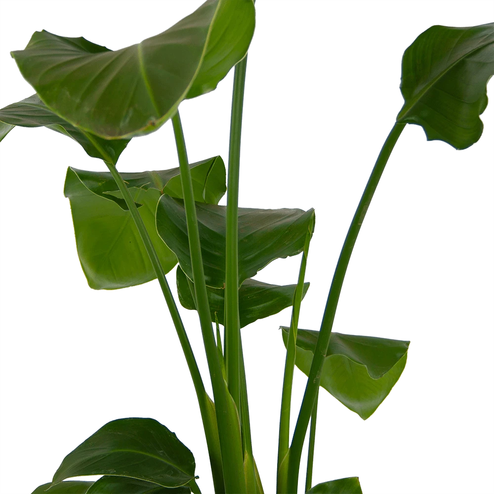 Strelitzia Nicolai - Paradijsvogelplant - P17 H80 - Kamerplant 2 Strelitzia Nicolai - Paradijsvogelplant - P17 H80 - Kamerplant - Afbeelding 2