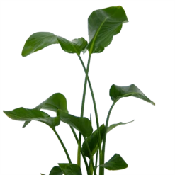 Strelitzia Nicolai - Paradijsvogelplant - P21 H120 - Kamerplant -Groene Tuin Verkoop strelitzia nicolai paradijsvogelplant p21 h120 kamerplant 3