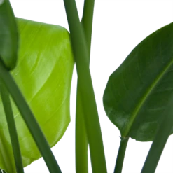 Strelitzia Nicolai - Paradijsvogelplant - P21 H90 - Kamerplant -Groene Tuin Verkoop strelitzia nicolai paradijsvogelplant p21 h90 6