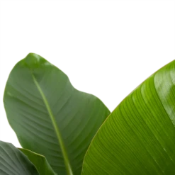 Strelitzia Nicolai - Paradijsvogelplant - P27 H110 - Kamerplant -Groene Tuin Verkoop strelitzia nicolai paradijsvogelplant p27 h110 6 2