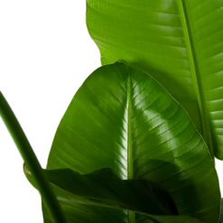 Strelitzia Nicolai - Paradijsvogelplant - P35 H130 - Kamerplant -Groene Tuin Verkoop strelitzia nicolai paradijsvogelplant p35 h130 6