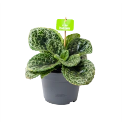Streptocarpus Pretty Turtle - Schildpad Plant - P17 H35 - Kamerplant