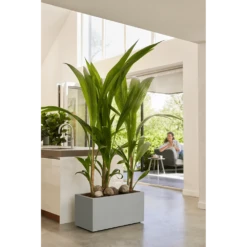 Elho Vivo Next Lang Wielen 60cm - Warm Grijs -Groene Tuin Verkoop vivo next lang wielen 60cm warm grijs 7 1