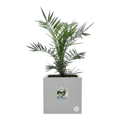 Elho Vivo Next Vierkant Wielen 30cm - Warm Grijs -Groene Tuin Verkoop vivo next vierkant wielen 30cm warm grijs 6 1