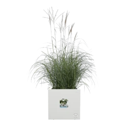 Elho Vivo Next Vierkant Wielen 30cm - Wit -Groene Tuin Verkoop vivo next vierkant wielen 30cm wit 5 1