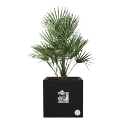 Elho Vivo Next Vierkant Wielen 40cm - Living Black -Groene Tuin Verkoop vivo next vierkant wielen 40cm living black 4 1